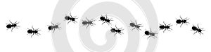 Line of worker ants marching in search of food Ã¢â¬â vector